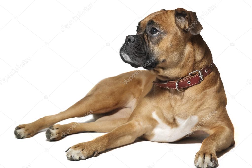 German boxer (dog) on white background