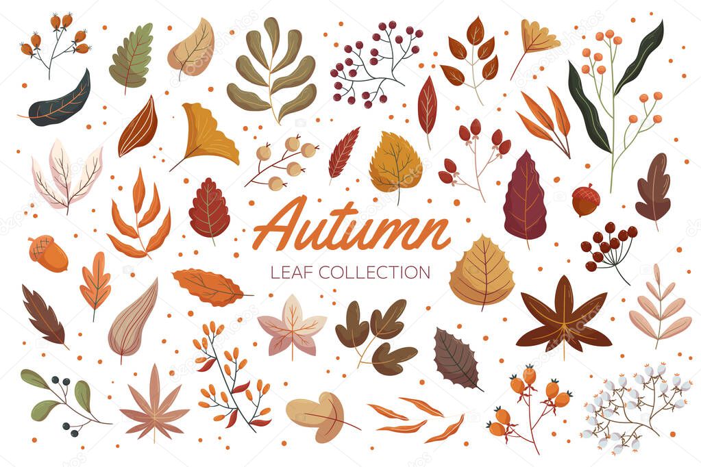 Vintage autumn forest leaf collection. Flat hand drawn vector illustration set of foliage. Acorn, rowan berry and viburnum, rosehip branches.