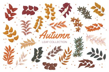 Vintage autumn forest branches with leaves collection. Flat hand drawn vector illustration set of foliage.