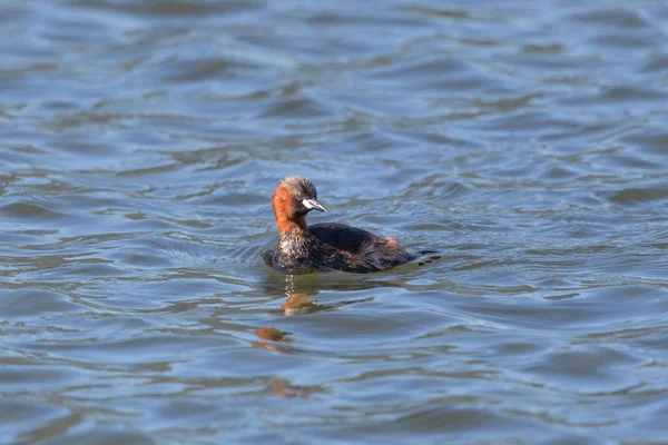 Natação Pequeno Grebe Tachybaptus Ruficollis Água Azul Sol — Fotografia de Stock