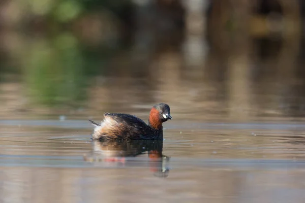 Zwergtaucher Tachybaptus Ruficollis Schwimmen Wasser Sonnenlicht — Stockfoto