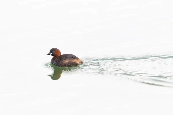 Isolated Swimming Little Grebe Tachybaptus Ruficollis Mirrored Water Surface — Stock Photo, Image