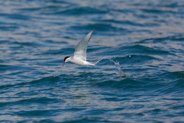 Kuzey Kutup Bölgesi Mavi Deniz üzerinde uçarken
