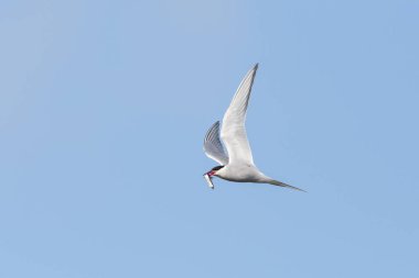 Kutup deniz feneri (Sterna paradisaea) mavi gökyüzünde gagasında balıkla uçuyor