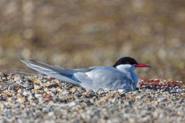 Tundra 'da bir kutup deniz feneri yerde oturuyor.