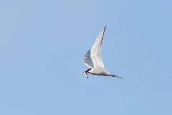 Tern Ártico Sterna Paradisaea Voo Céu Azul Com Peixes Bico — Fotografia de Stock