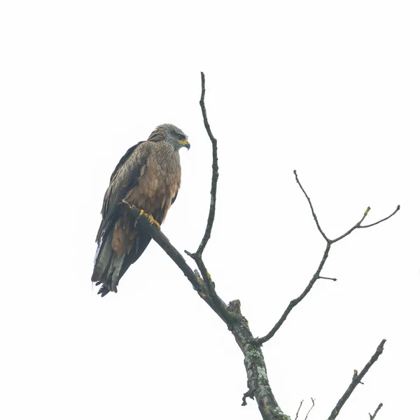 Isolated Black Kite Bird Milvus Migrans Sitting Tree Branch — Stock Photo, Image