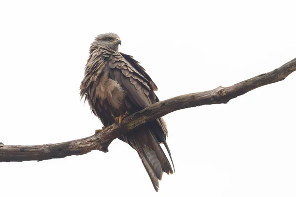 Primer Plano Una Cometa Negra Milvus Migrans Sentado Rama Árbol — Foto de Stock