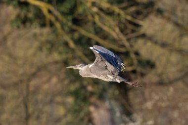 Bir gri balıkçıl (ardea cinerea) ağaçların önünde uçuyor
