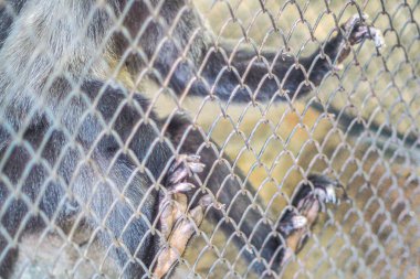 Hapishanenin arkasında yalnızlık ve üzüntü hisseden bir maymun. Hayvanat bahçesindeki bir kafese konmanın sonucu olarak bir maymunun gözleri.