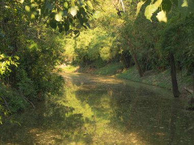 Asya tropikal ormanlarında derin orman ve nehir manzarası