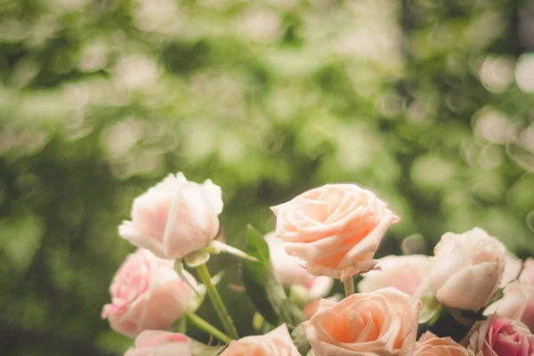 夏日花园盛开的玫瑰 粉色玫瑰在室外生长 — 图库照片