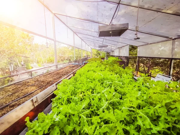 Hydroponic Växthus Sallad Jordbruk Gård Rader Med Unga Växter Som — Stockfoto