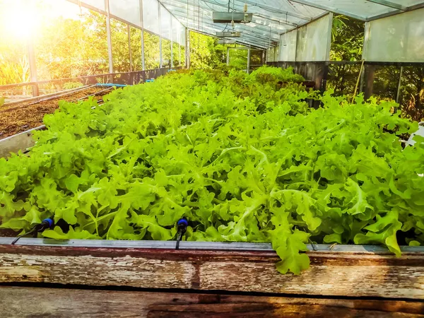 水栽温室叶绿素农庄 成排的幼小植物 — 图库照片