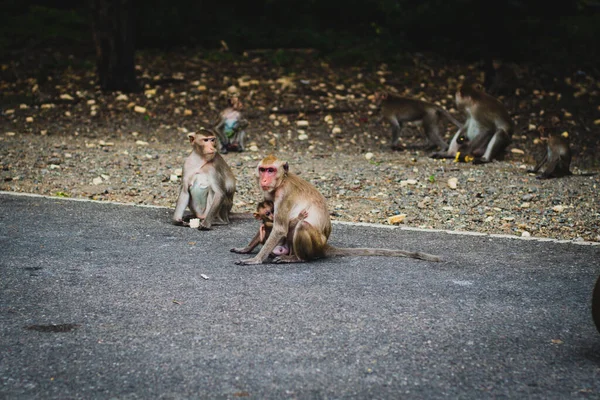 Máma Monkey Nést Její Dítě Její Záda Přes Ulici — Stock fotografie