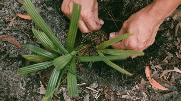 Plantera Händerna Ekologiskt Koncept Natur Bakgrund Plantering Träd För Att — Stockfoto