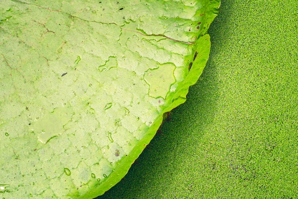 Närbild Natur Detaljer Giant Amazon Vatten Lilja Victoria Amazonica — Stockfoto