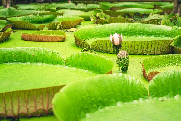巨大なアマゾンの睡蓮の自然詳細を閉じる ビクトリア — ストック写真