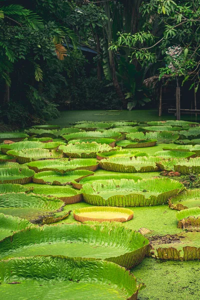 自然池の風景の中に巨大なアマゾンの睡蓮ビクトリアアマゾニカ背景 — ストック写真