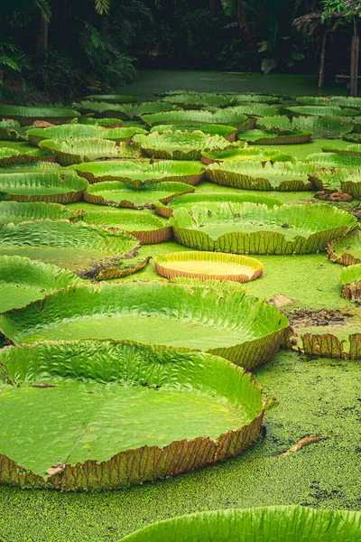 自然池の風景の中に巨大なアマゾンの睡蓮ビクトリアアマゾニカ背景 — ストック写真