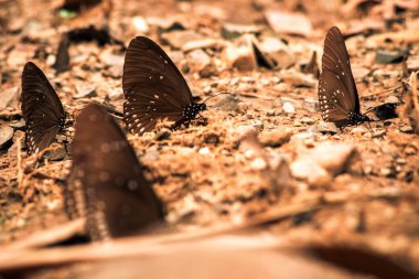 Kelebekler doğa ormanlarında tuz etrafında uçuşan böcekler. Hayvan doğası geçmişi..