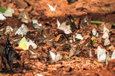 Kelebekler doğa ormanlarında tuz etrafında uçuşan böcekler. Hayvan doğası geçmişi..