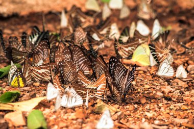 Kelebekler doğa ormanlarında tuz etrafında uçuşan böcekler. Hayvan doğası geçmişi..