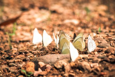 Kelebekler doğa ormanlarında tuz etrafında uçuşan böcekler. Hayvan doğası geçmişi..