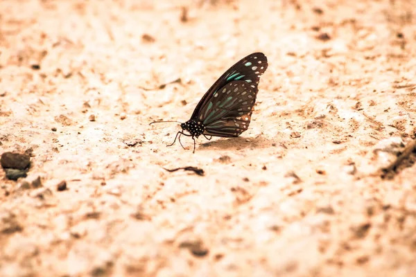 Πεταλούδες Έντομα Πετούν Γύρω Από Αλάτι Στο Φυσικό Δάσος Του — Φωτογραφία Αρχείου