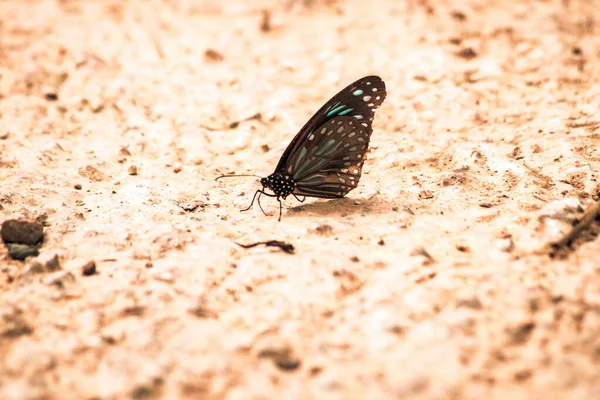 Les Papillons Insectes Volent Autour Sel Dans Forêt Environnement Naturel — Photo