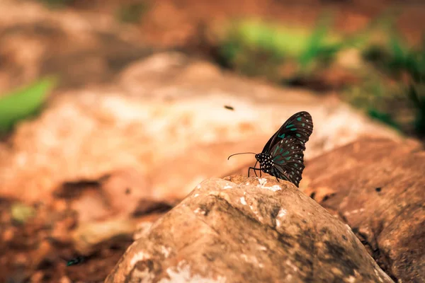 Les Papillons Insectes Volent Autour Sel Dans Forêt Environnement Naturel — Photo