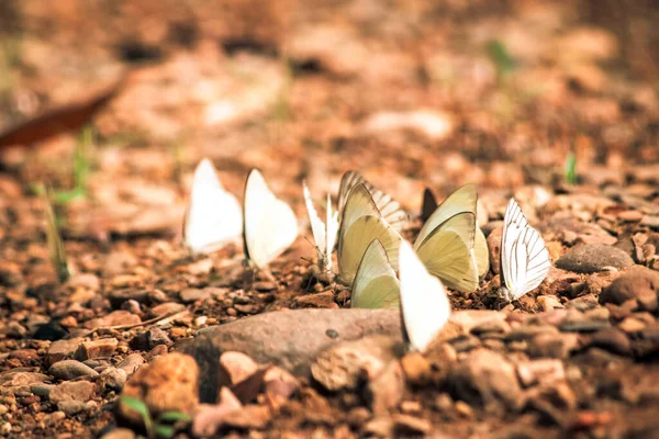 Kelebekler doğa ormanlarında tuz etrafında uçuşan böcekler. Hayvan doğası geçmişi..