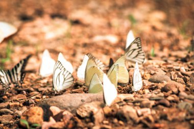 Kelebekler doğa ormanlarında tuz etrafında uçuşan böcekler. Hayvan doğası geçmişi..