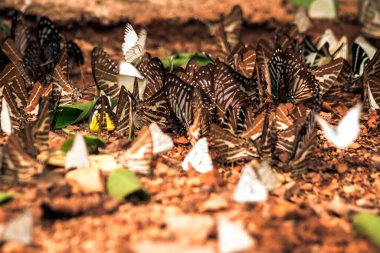 Kelebekler doğa ormanlarında tuz etrafında uçuşan böcekler. Hayvan doğası geçmişi..