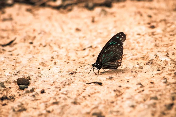 Les Papillons Insectes Volent Autour Sel Dans Forêt Environnement Naturel — Photo