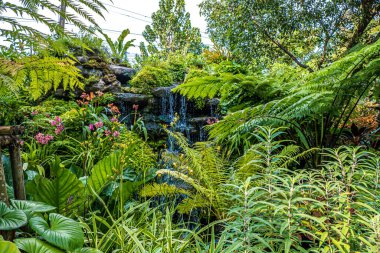 Yeşil eğreltiotu ve tropik bahçe arka planındaki ağaçlarla dolu bir şelale..