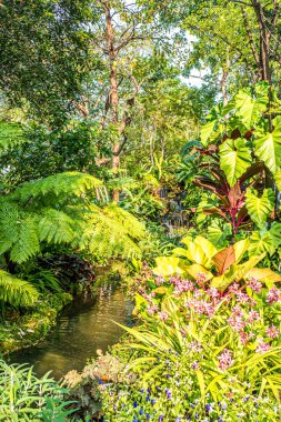 Fern 'in yeşil doğası ve tropikal bahçe arka planındaki ağaçlar..