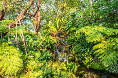 Yeşil eğreltiotu ve tropik bahçe arka planındaki ağaçlarla dolu bir şelale..