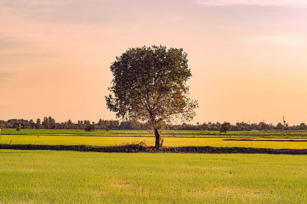 Campo Que Crece Hermoso Árbol Alto Paisaje Verano Clima Cálido —  Fotos de Stock