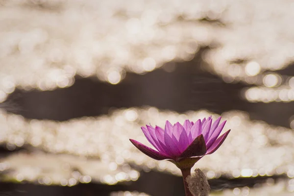 紫色の蓮の花水の中に蓮の緑の葉と黄色の花粉 池の背景 — ストック写真