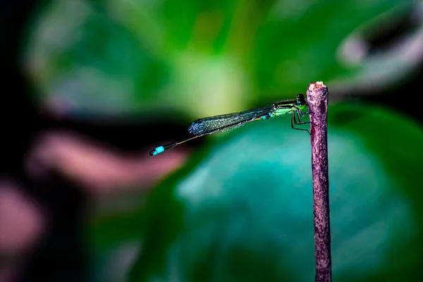 Libélula Segurar Ramos Secos Espaço Cópia Libélula Habitat Natural Vida — Fotografia de Stock