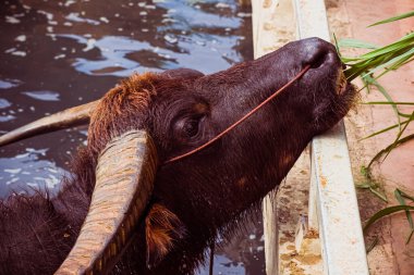 Asya Vahşi Su Bufalosu veya Bubalis arnee. Hint altkıtası ve Güneydoğu Asya 'ya özgü büyük bir sığır.