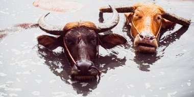 Asya Vahşi Su Bufalosu veya Bubalis arnee. Hint altkıtası ve Güneydoğu Asya 'ya özgü büyük bir sığır.
