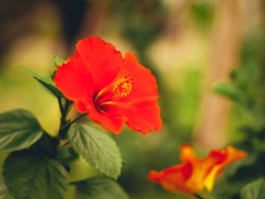kırmızı Hibiscus Rosa Sinensis çiçeği. Malezya ulusal çiçek doğa arka planı.