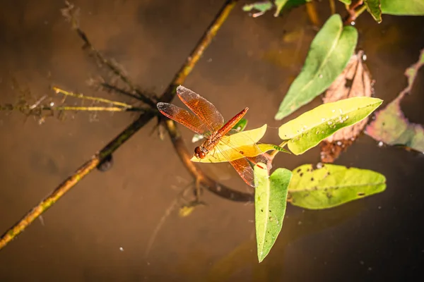 Dragonfly Houden Droge Takken Vast Kopiëren Ruimte Dragonfly Natuur Dragonfly — Stockfoto