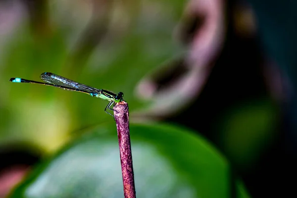 Libélula Segurar Ramos Secos Espaço Cópia Libélula Habitat Natural Vida — Fotografia de Stock