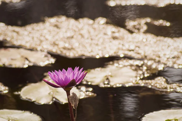 紫色の蓮の花水の中に蓮の緑の葉と黄色の花粉 池の背景 — ストック写真