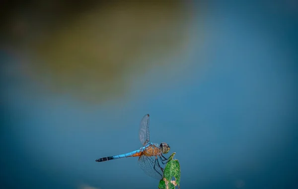 Blue Dragonfly Hålla Gröna Löv Träd Och Kopiera Utrymme Dragonfly — Stockfoto