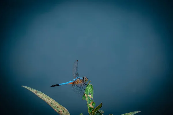 Blue Dragonfly Hålla Torra Grenar Och Kopiera Utrymme Dragonfly Naturen — Stockfoto