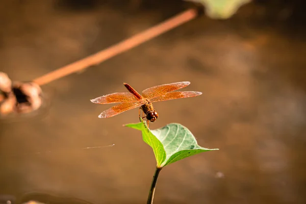 Red Dragonfly Držet Zeleném Listu Kopírovat Prostor Vážka Přírodě Vážka — Stock fotografie